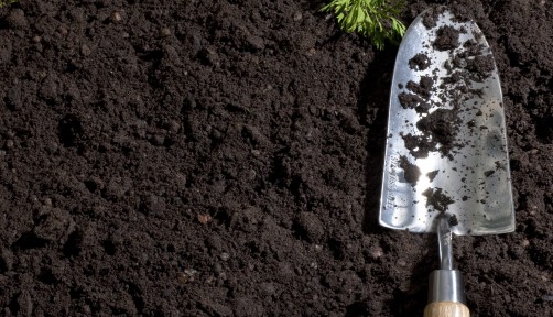 freshly pulled carrots laying on dirt