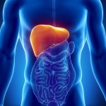 illustration of the liver in the body