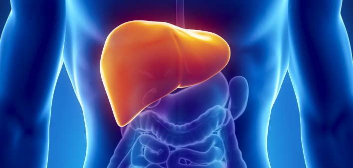 illustration of the liver in the body