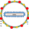 Hepatitis delta virus virion