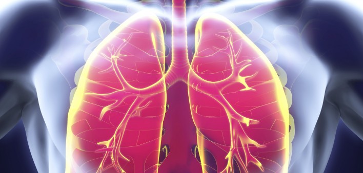 lungs