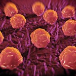 Bone marrow stem cells