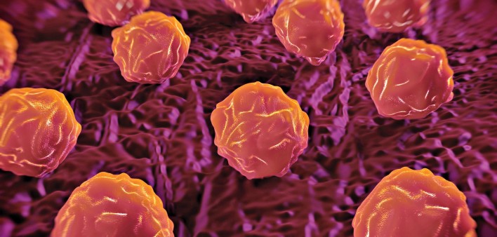 Bone marrow stem cells
