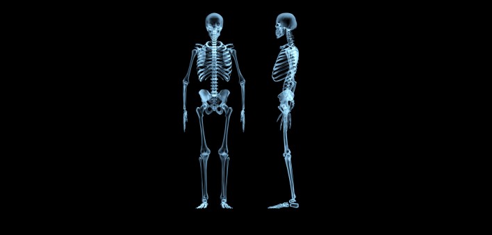 an x-ray of a full human skeleton showing both front and side views