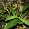 The willow-leaved Justica, which is found throughout Southeast Asia