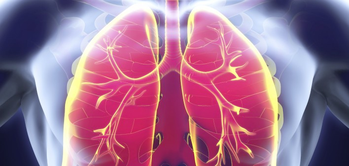 lungs
