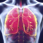 lungs