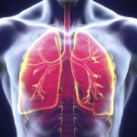 lungs