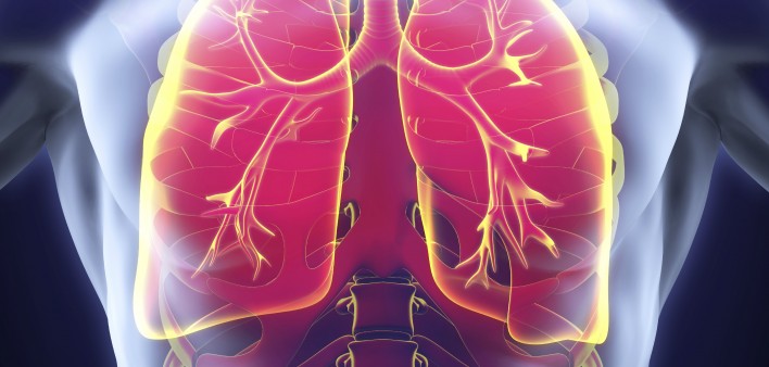 lungs
