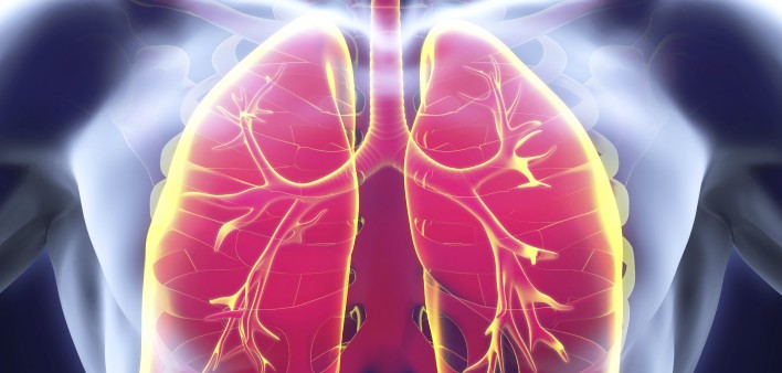 lungs