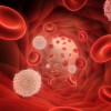 Red and white blood cells