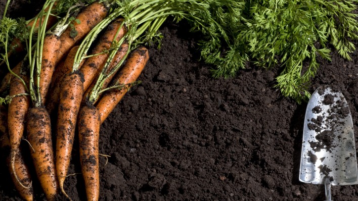 freshly pulled carrots laying on dirt