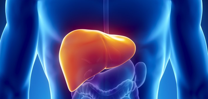 illustration of the liver in the body
