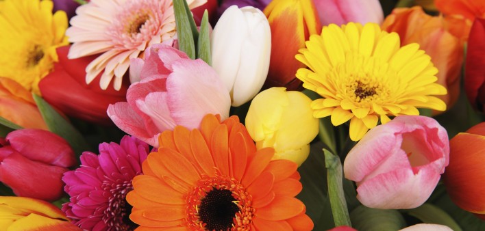 Tulips and Daisies