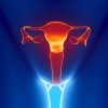 Female reproductive system