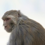 Rhesus macaque