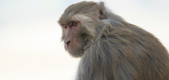 Rhesus macaque