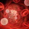 Red and white blood cells