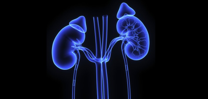 kidneys
