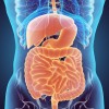 Digestive system