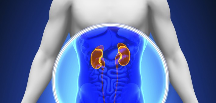 kidneys