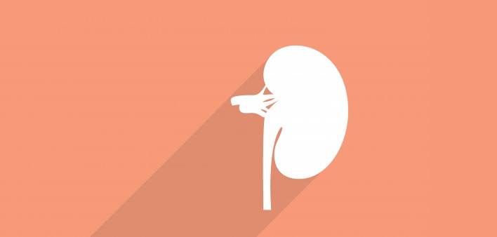 kidney