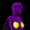3D rendering of the breast