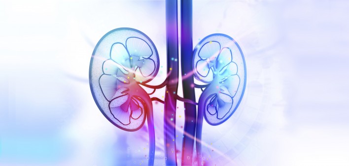 kidneys