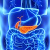 Pancreas and gall bladder