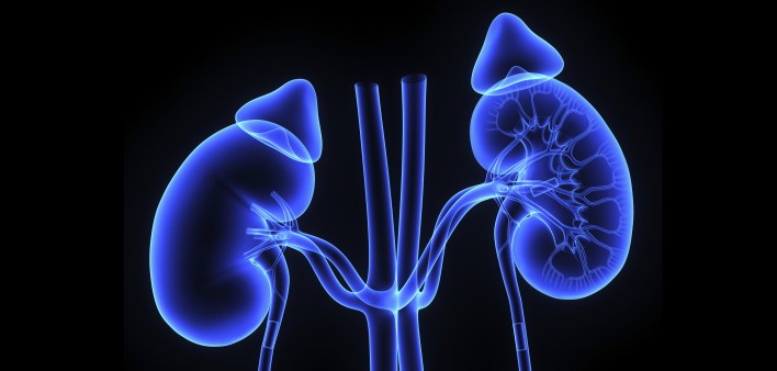 kidneys