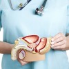 Male reproductive system