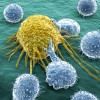 White blood cells