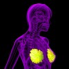 3D rendering of the breast