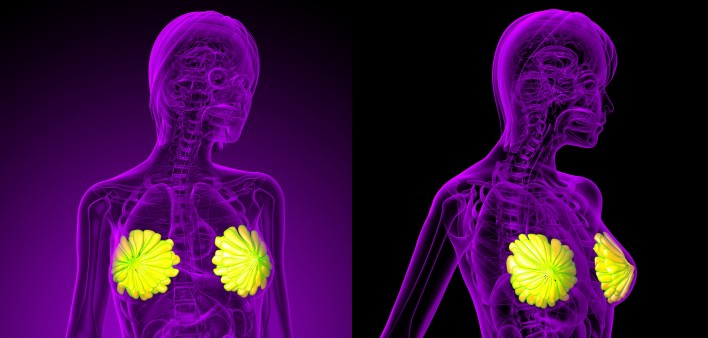 3D rendering of the breast