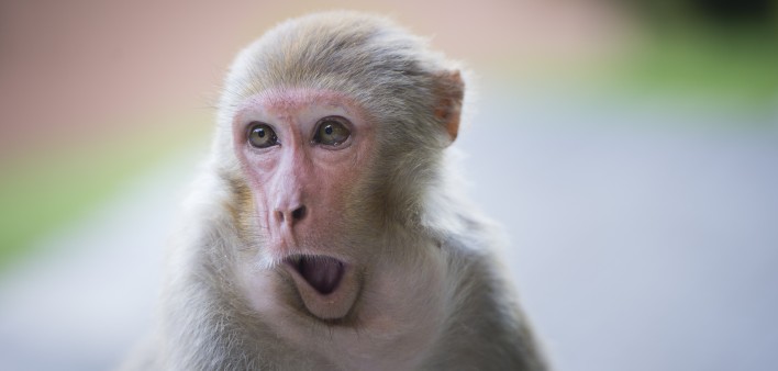 Rhesus macaque