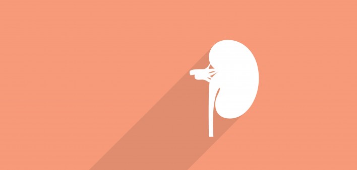 kidney
