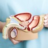 Male reproductive system
