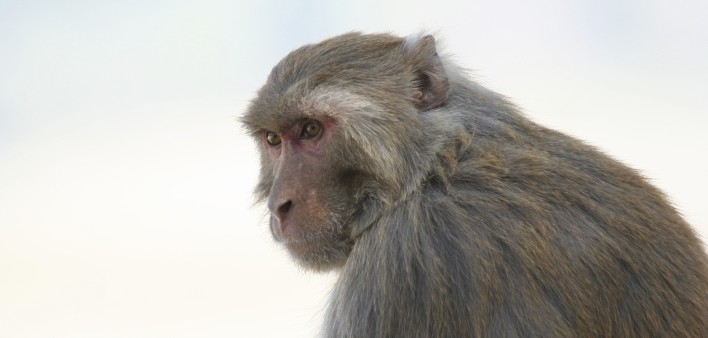 Rhesus macaque