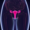 Female reproductive system