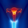 Female reproductive system