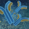 Antibodies