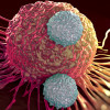 T cells attacking cancer cell