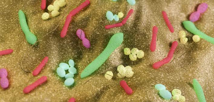 Gut bacteria