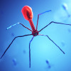 Bacteriophage attacking bacteria.