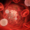 Red and white blood cells