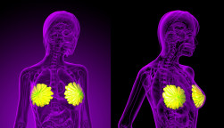 3D rendering of the breast