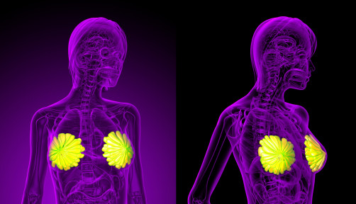 3D rendering of the breast