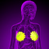 3D rendering of the breast