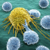 White blood cells