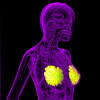 3D rendering of the breast